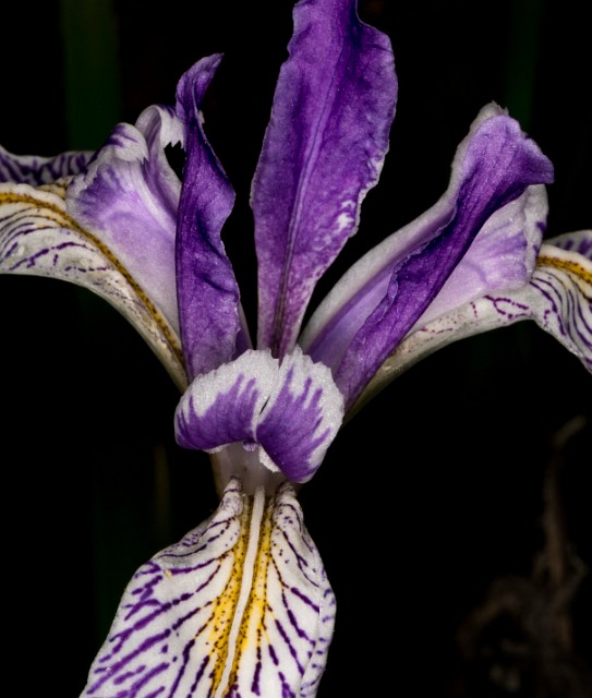 Iris Missouriensis 18-9436a.jpg